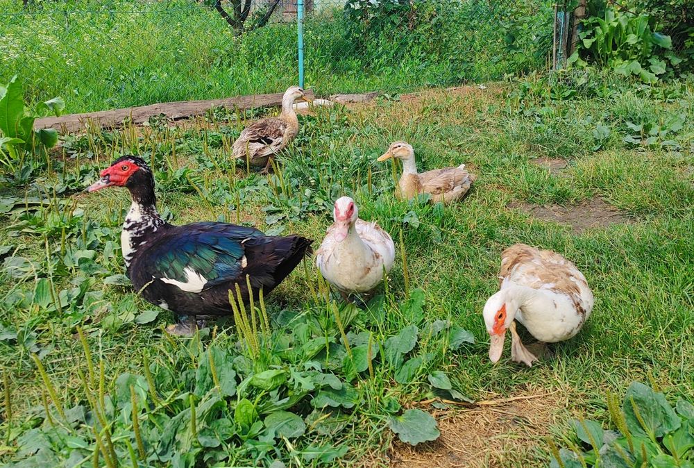 Продаються індокачки с. Пиняни