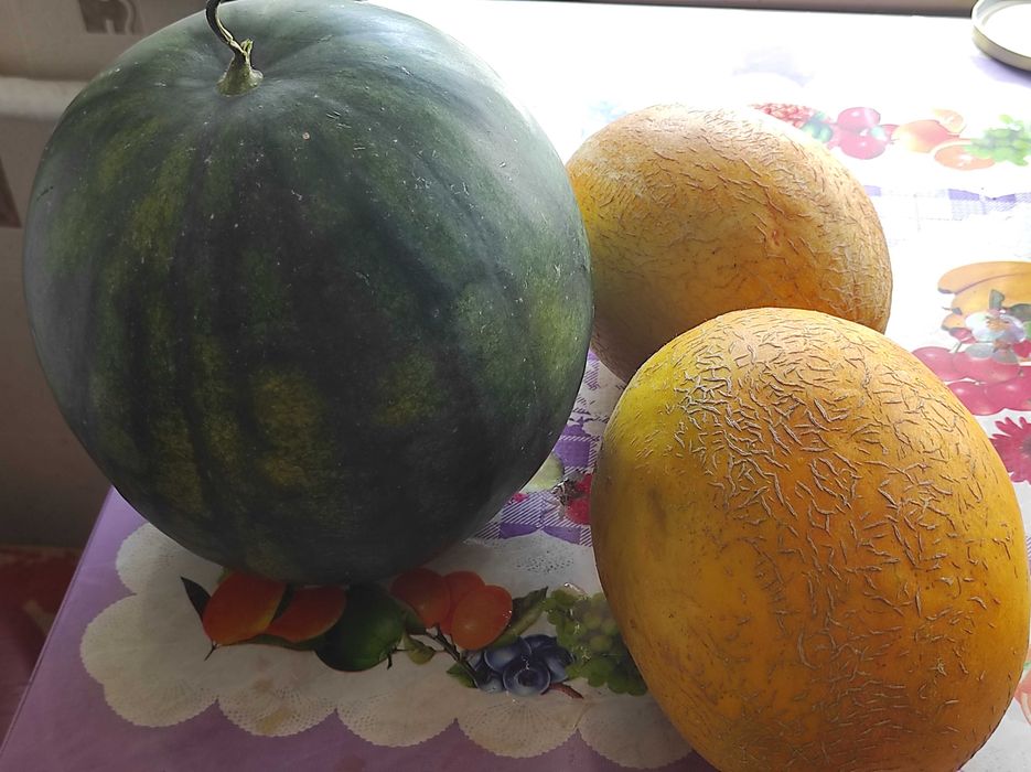 Насіння кавуна, дині