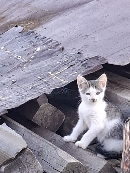 Кошеня шукає дім
