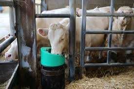 Poidło podgrzewane La Buvette LAKCHO 24V/50W dla bydła i koni