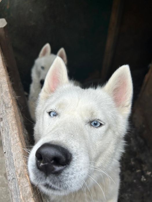 Лайки , два брата Симба и Снайпер