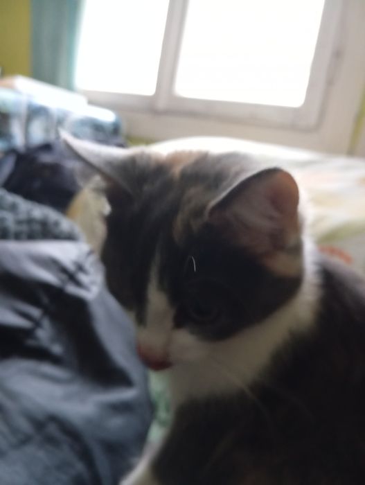 Кицька  Анжелка ( 4 місяці)