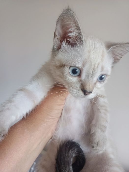 Сіамські кошенята, дівчинки
