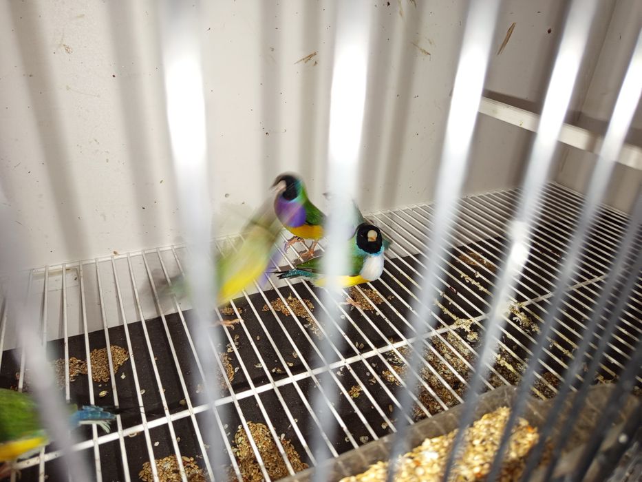 Diamantes Gould várias mutações