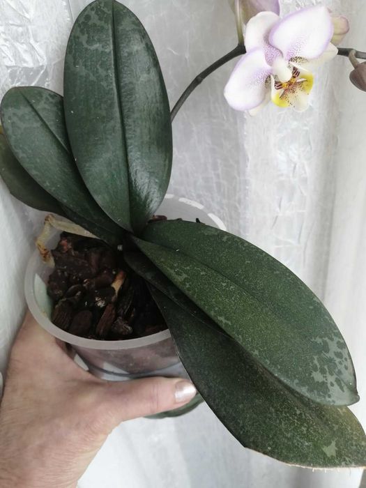 Орхидея Фаленопсис мультифлора Carola (КАРОЛА)