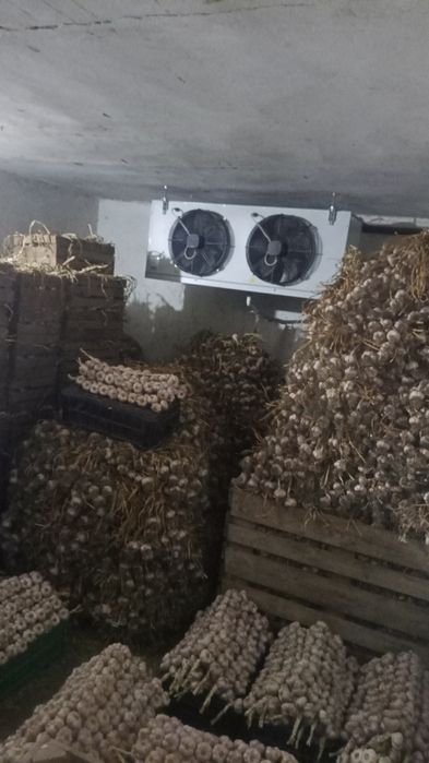 Czosnek Harnaś i Jarus