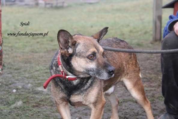 Spidi szuka właściciela