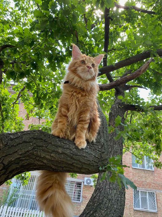 Котята с питомника IZUMRUD