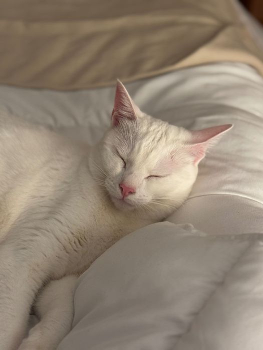 Gato branco super meigo para adopção