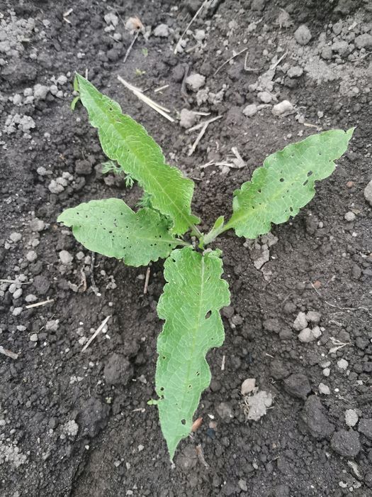 Sadzonki żywokostu lekarskiego 1 szt