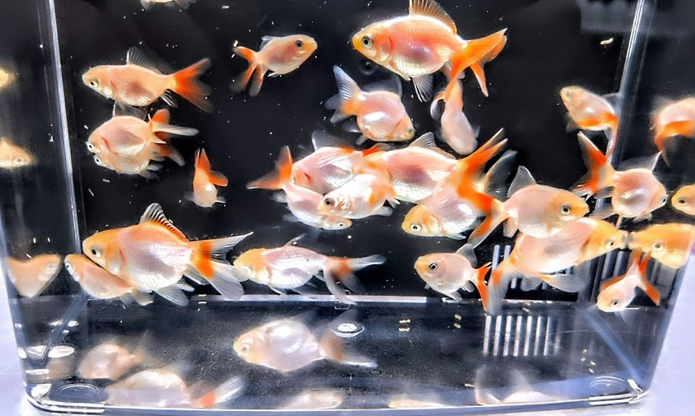 ,,Oranda Red fin,, goldfish welonka welonek welon welonki welonka