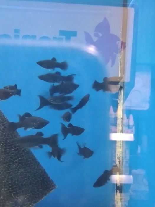 Molinezja czarna w Pawik.pl Sklep Zoologiczny w Strzyżowie