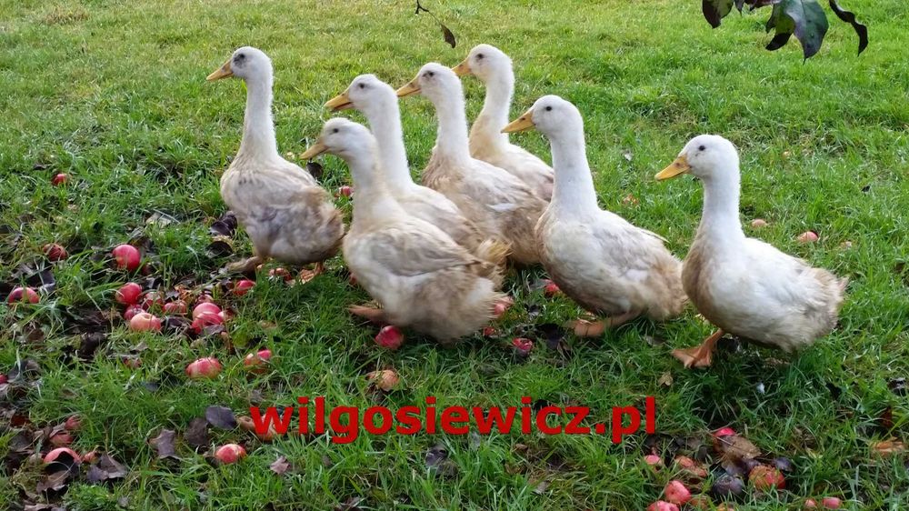 Kurki nioski Rosa odchowane z jajkiem