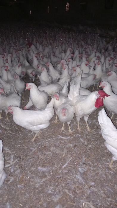 Kury Nioski Leghorn 24 tygodnie! Wysylka!