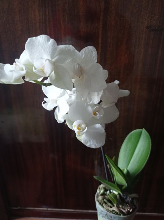 орхидея фаленопсис мини
