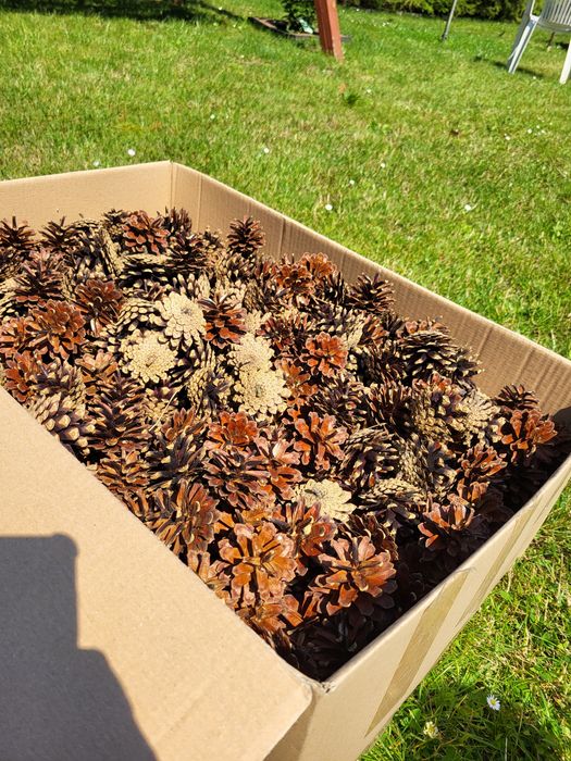 Szyszki - 40 kilogramów