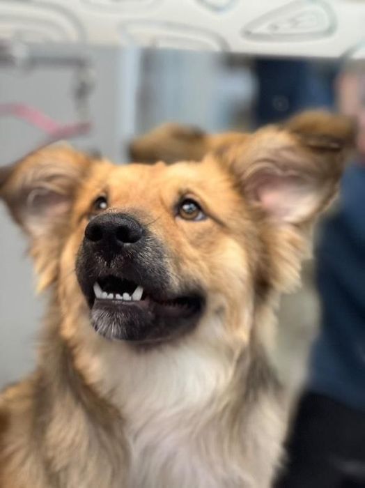 Отдам даром в добрые руки собачку метис небольшой породы