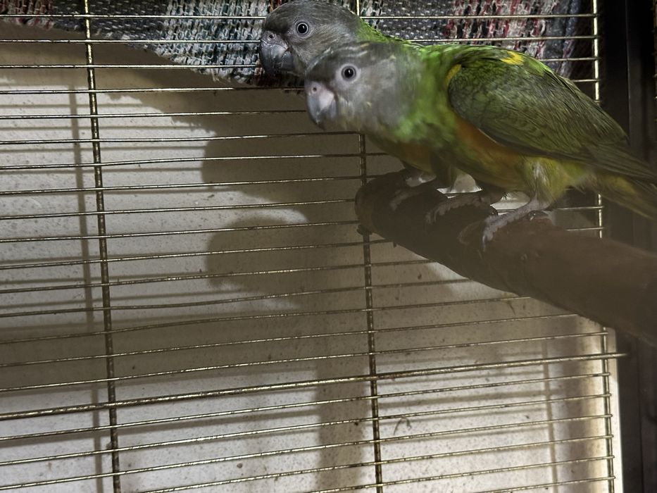 Papagaios do Senegal