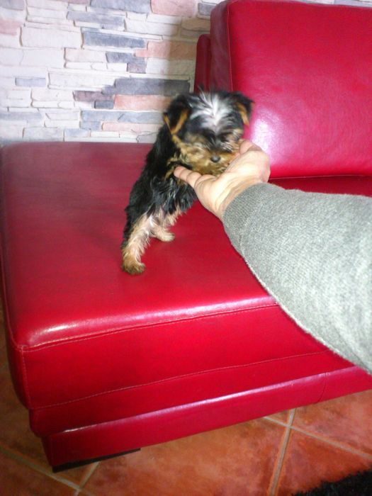Yorkshire terrier Miniatura