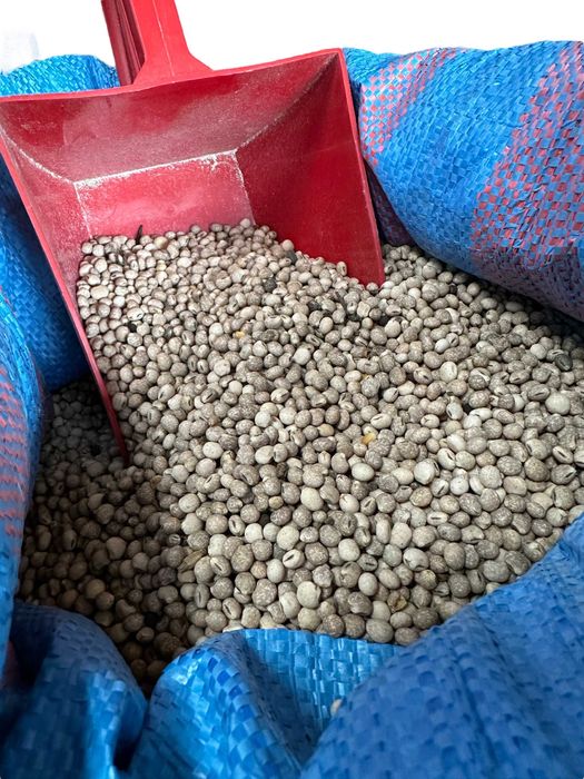 Łubin słodki - materiał paszowy 1kg