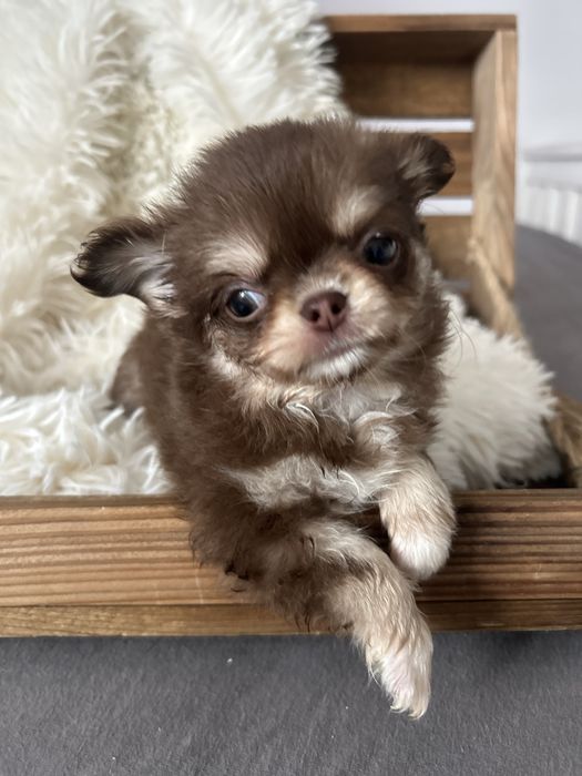 Piękny mini chlopiec