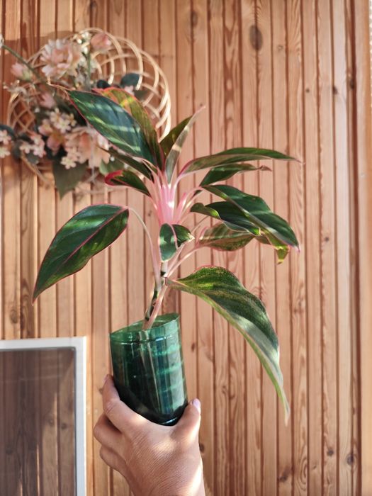 Аглеонома кріт флейм