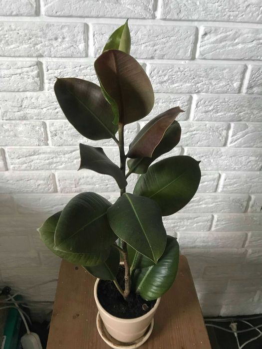 Фікуси рослина від 45-60 см