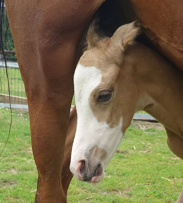 Ogierek arab/akhal teke
