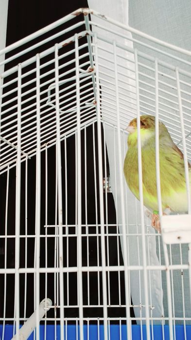 lindo e pronto por criação.