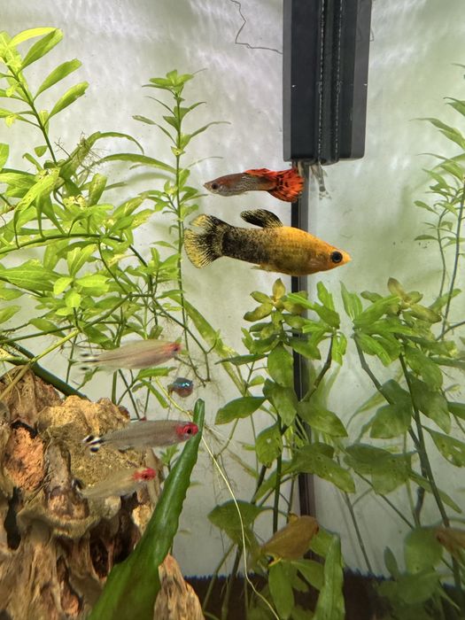 Dou Moly peixes | gratis