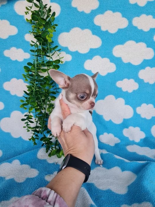 Estupenda mini menina chihuahua/chiuaua de Qualidade,LinhagemRussa