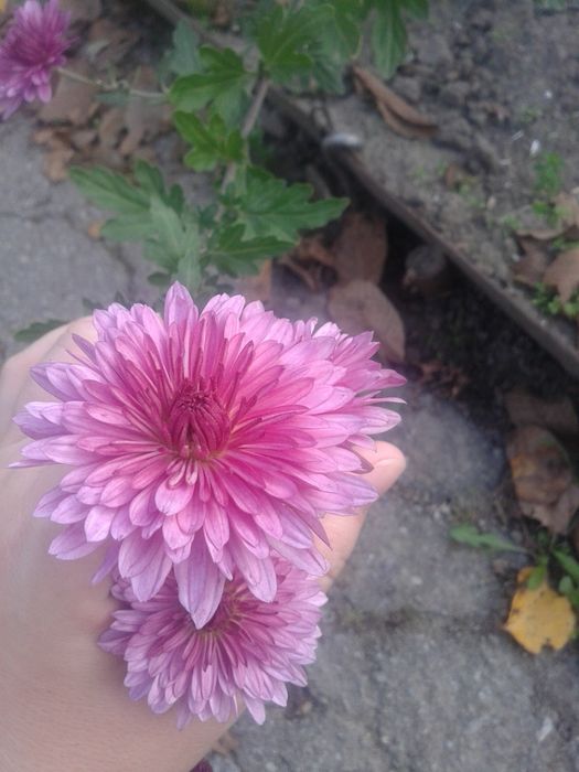 Хризантеми     .