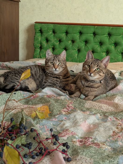 Кошенята Кекс та Гарбузик шукають родину