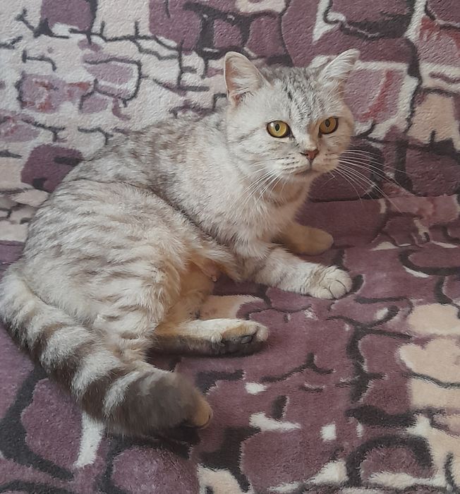 Кошенятка в добрі руки