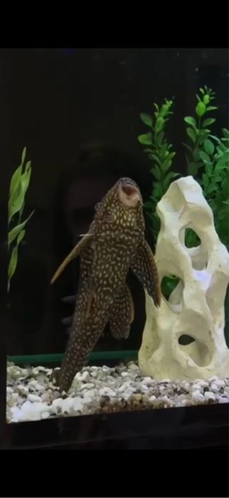 Продам сом: Пангасиус и Птеригоплихт