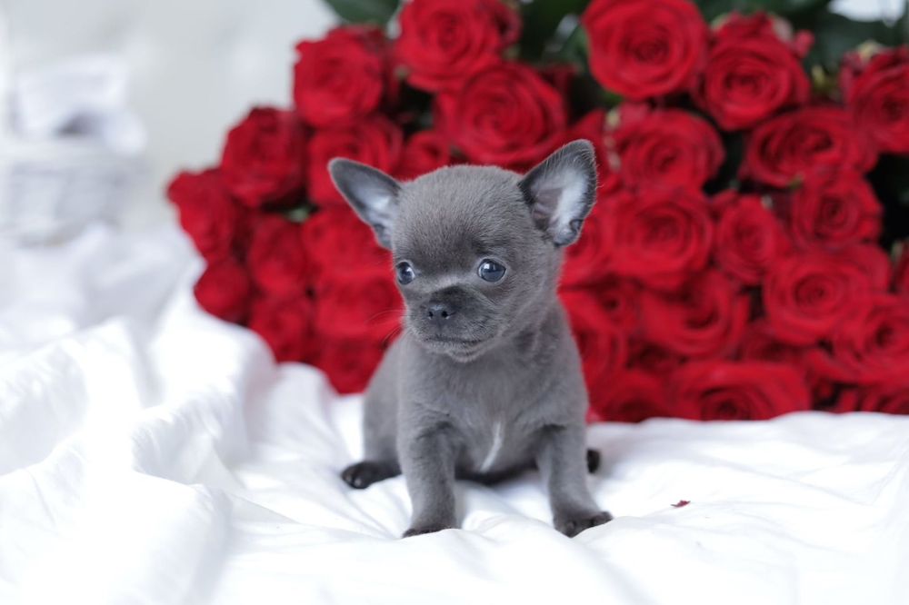 Chihuahua FCI chłopak  niebieski