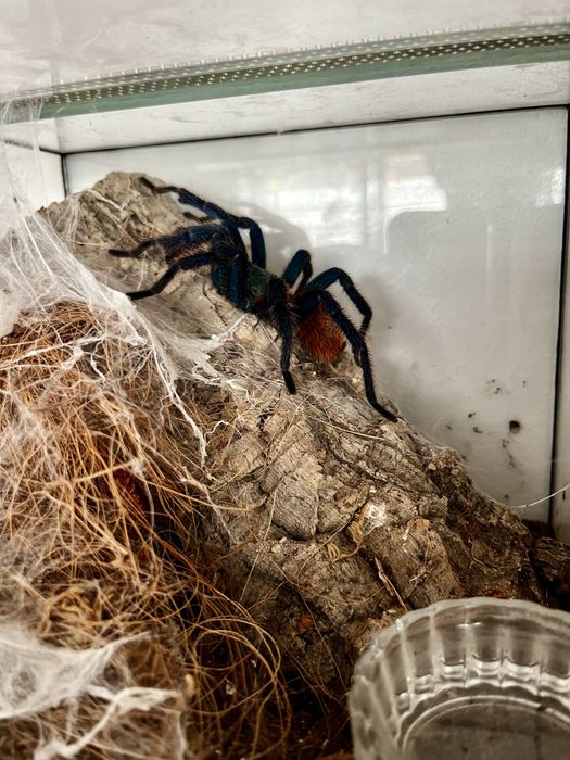 Ptasznik chromatopelma cyaneopubescens