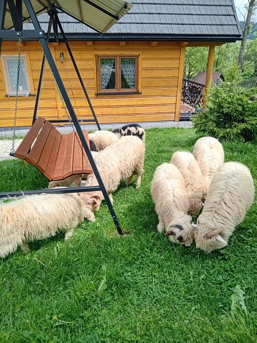 Domki w Górach  Chochołów Zakopane Termy Chochołowskie