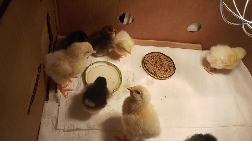 Kurki ,kochinki, karzełki leghorn