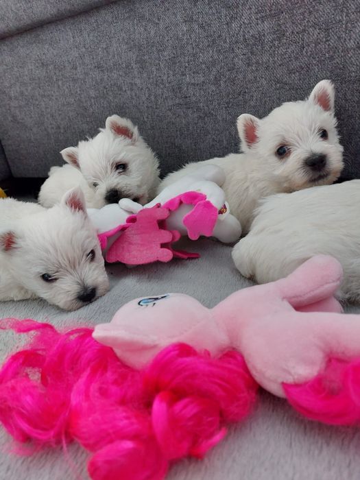 West Highland White Terrier.