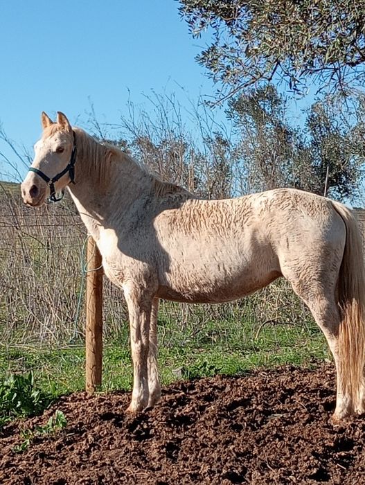 vendo égua Isabel 8 anos