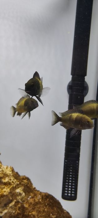 Tropheus Ikola, pyszczak tanganika