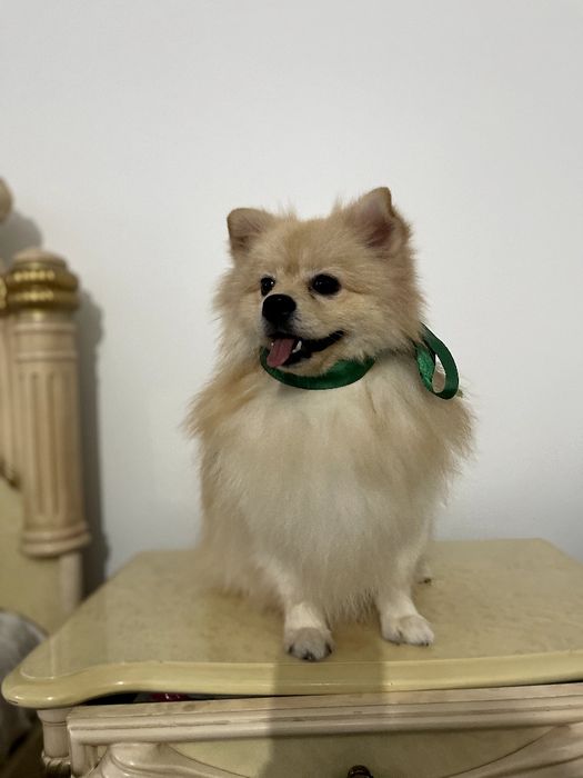 Померанські шпіци — Пухнасті принци хочуть до вас