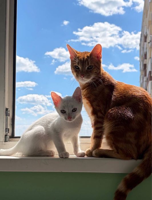 Рижий Котик шукає дім