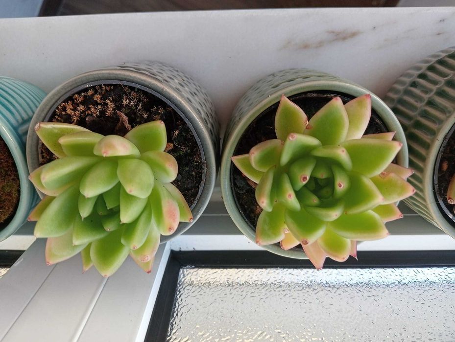 Planta Suculenta