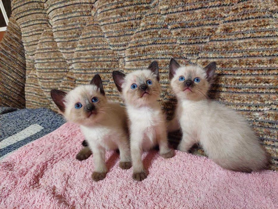 Сиамский кот приглашает кошечек своей породы
