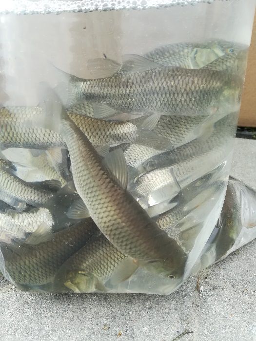 karasie ozdobne ( oczko, staw)