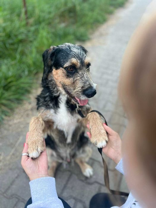 Młodziutki i bardzo grzeczny Uszek do adopcji