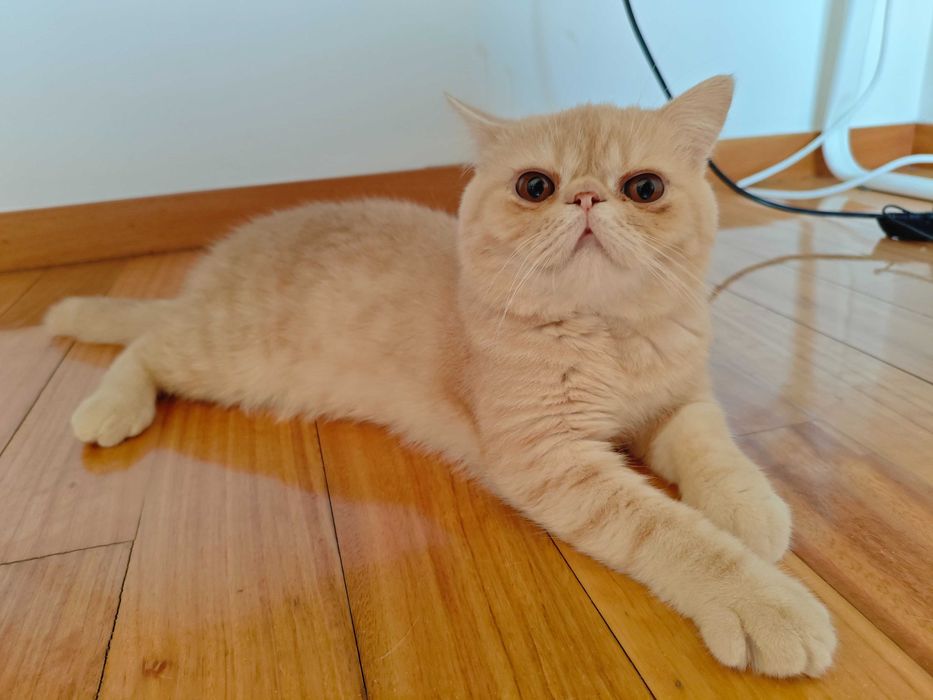 Gatinho Persa Exótico Beje/Branco