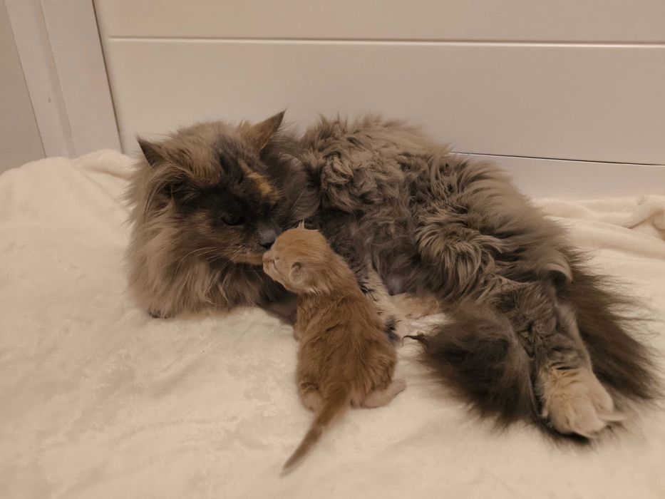 Maine Coon Kocurek biszkoptowy